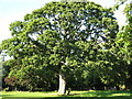 Oak tree planted by William Gladstone