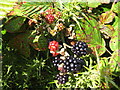 Blackberries in the hedgerow on Beacon Drive