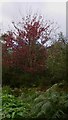 Autumn leaves near the old hospital