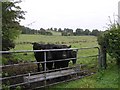 Feeding time, Moyle