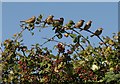 Sparrows near South Allington