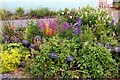 Lupin display in West Country Nurseries