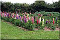 Lupins in West Country Nurseries