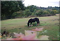 A horse near Tutty