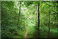 Tunbridge Wells Circular Path - through the woods near Tutty