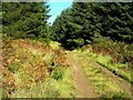 NX1788 : Forest Track Between Breaker Hill & Glessal Hill by Mary and Angus Hogg