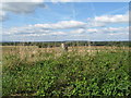 Trig point alongside Haven Road