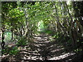 Woodland path