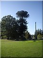 A tall conifer by road junction in Finzean