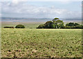 SS4792 : Fields near Weobley Castle by Pierre Terre