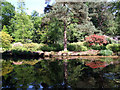 Trees by water, Stody Lodge Plantation