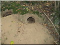 Sandy soil makes it easy for local rabbit population