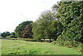 Trees by the Tunbridge Wells Circular Path