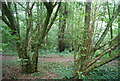 Coppiced trees, Toll Wood