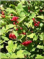 Guelder rose (Viburmum spulus), Tisbury