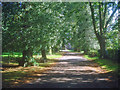 Tree-lined avenue leading to St Denys Church