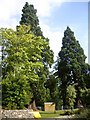 Exotic conifers by Banchory Academy