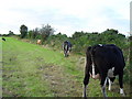 Cattle minding their own business, Lurganbane