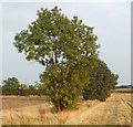 Young trees along the footpath to Southam Holt