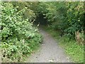 Path through forest in Cathkin Braes Country Park