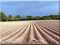 Ploughed Field