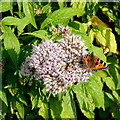 Small Tortoiseshell (Aglais urticae) on Hemp Agrimony