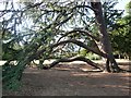 Cedar Tree in Norbury Park, Craignish Avenue (1)