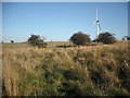 Rough grazing, Avonhead