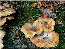 J4681 : Fungus, Crawfordsburn Glen (28) by Albert Bridge
