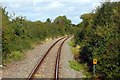 Trees line the track in North Oxford