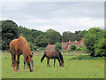 Horses on the fields at Home Farm, Tring