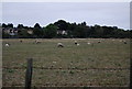 Sheep grazing near Hilden Park