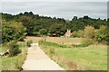 Along the Path in Norbury Park, Surrey