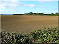 View to Mocho Coppice