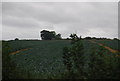 Cabbage field near Rye Foreign