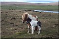 HP6208 : Newborn Shetland pony foal, Baltasound by Mike Pennington