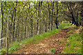 Footpath above the Nant Du - Glyncorrwg