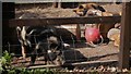 Pigs in enclosure at Yew Tree Inn