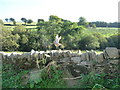 Exmoor : Stone Wall & Pheasant