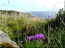 NH9487 : Colchicums on the clifftop near Tarbatness lighthouse by sylvia duckworth
