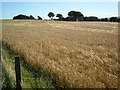 Field of Cereal Near Brackenridge