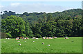 Grazing south-west of Tregaron, Ceredigion