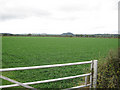 SJ2614 : Field of Clover by John Firth