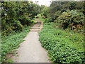 Steps on nature trail, Malpas