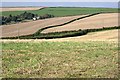 Autumn Fields