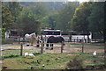 Museum of Kent Life - shire horses