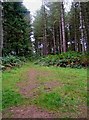 Overgrown footpath in Eymore Wood