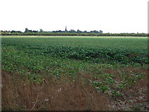 TF4412 : Sugar beet field north of Leverington by Richard Humphrey