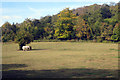 Horses off Pilgrims Way