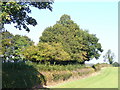 Field Near Tenements Farm